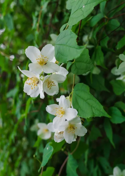 Жасминовый куст посыпанный белыми цветами в саду  . — стоковое фото