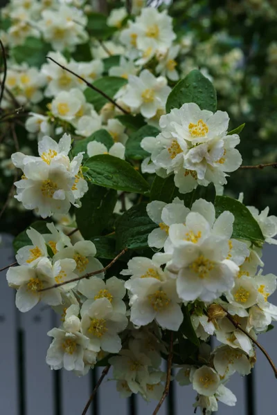 Jasmine bush sprinkled with white flowers in the garden after the rain. — Stock Photo, Image