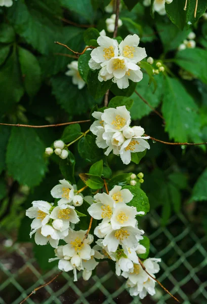 Arbusto de jazmín rociado con flores blancas en el jardín después de la lluvia . —  Fotos de Stock