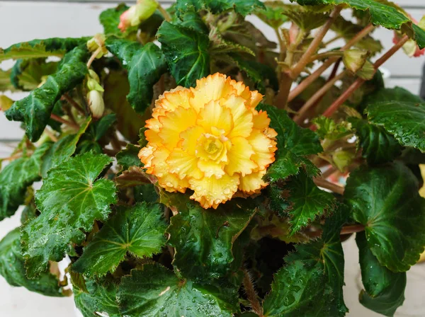 Beautiful yellow flower pelargonium in the garden. — Stock Photo, Image