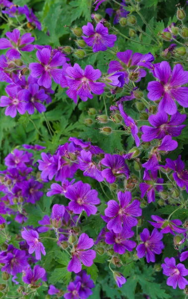 Beautiful purple flowers of the hybrid geranium in the garden. — Stock Photo, Image