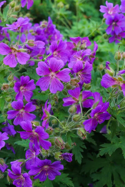 Beautiful purple flowers of the hybrid geranium in the garden. — Stock Photo, Image
