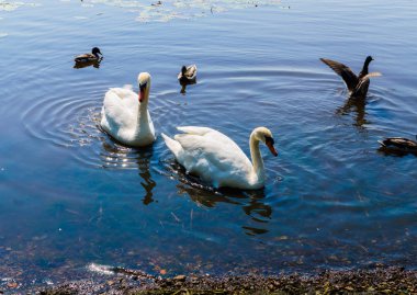 Ördekli iki beyaz kuğu kıyıya yüzdü.
