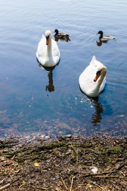 Ördekli iki beyaz kuğu kıyıya yüzdü.