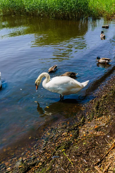 Dos cisnes blancos con patos nadaron hasta la orilla . — Foto de Stock