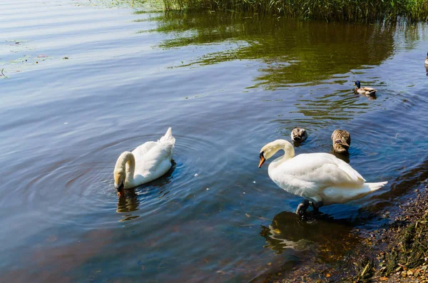 Two white swans with ducks swam to shore. — Stock Photo, Image