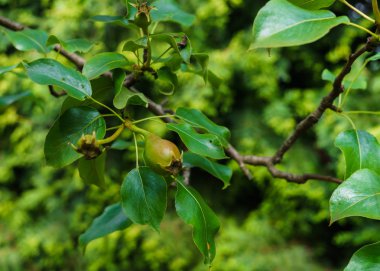 Dalüzerinde yeşil armut çiçekli sonra bağlı meyve.
