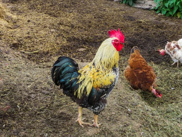 Ein schöner Hahn mit Hühnern sucht in einem Haufen alten Strohs nach Futter. — Stockfoto