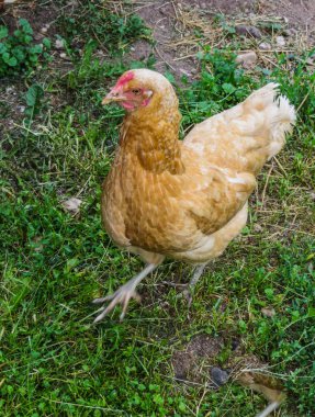 Parlak canlı kırmızı tavuk çimenlerin arasında yürüyor..