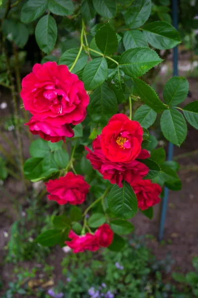 Ein Strauß schöner roter Rosen an einem Strauch im Garten. — Stockfoto
