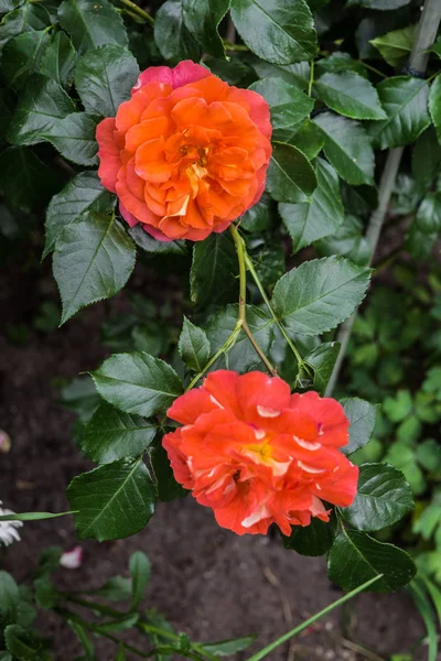 Belas rosas laranja-rosa em um arbusto no jardim . — Fotografia de Stock