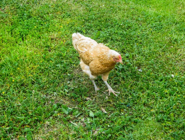 A bright live red chicken walks through the grass.