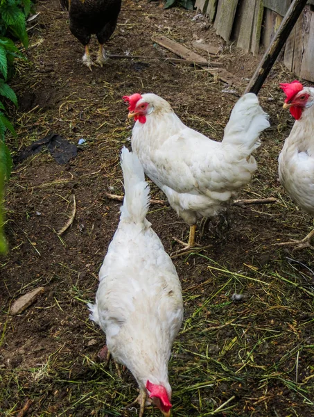 Ein schöner Hahn mit Hühnern läuft im Hof eines Dorfhauses. — Stockfoto