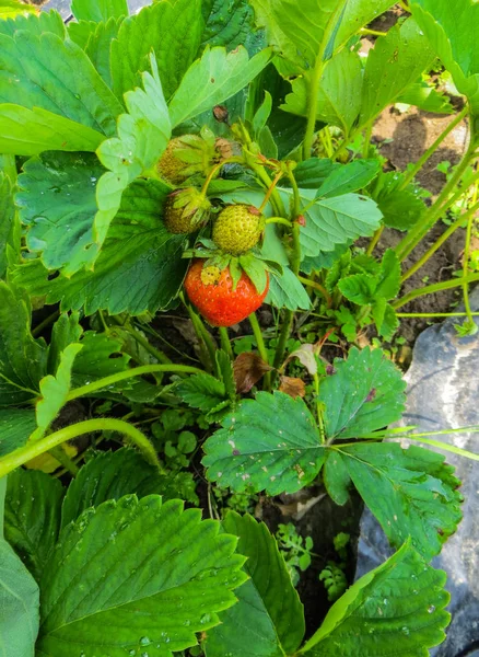 Fresas que maduran en medio de las hojas del jardín . —  Fotos de Stock