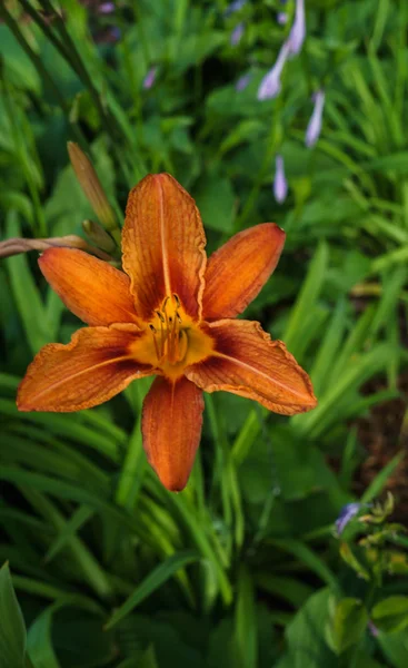 オレンジ色の花で咲くデイリー - ヘメロカリス、夏の庭で. — ストック写真