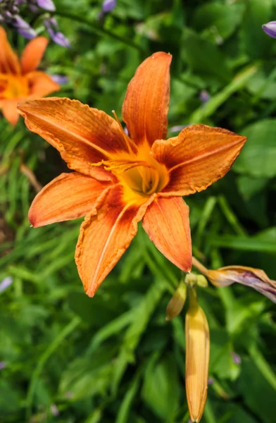 Nenúfares floreciendo con flores anaranjadas - Hemerocallis, en el jardín de verano . —  Fotos de Stock