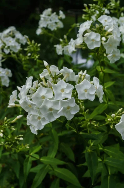 Branches of white phlox flowers with a garden in the village. Summer landscape. — Stock Photo, Image