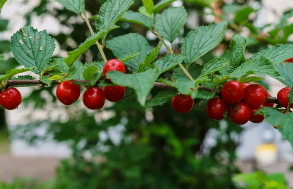 Bagas vermelhas de uma cereja feltrada nos ramos. Frutas de cereja . — Fotografia de Stock