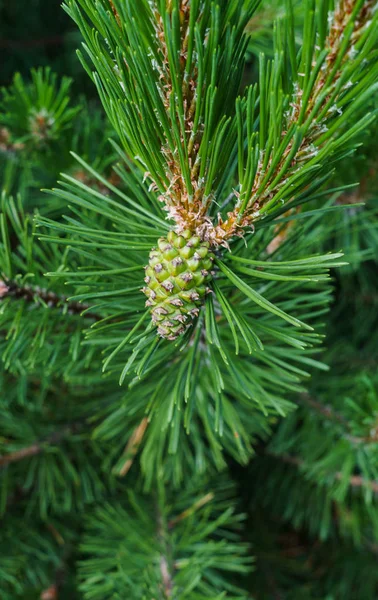 Young green cedar cones on a branch of a young cedar. — Stock Photo, Image