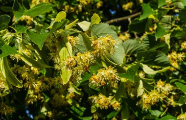 Şifalı ve bal çiçekleri ile kaplı ıhlamur dalları.