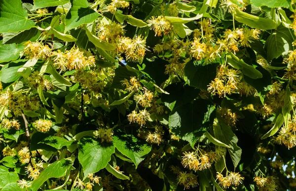 Şifalı ve bal çiçekleri ile kaplı ıhlamur dalları.