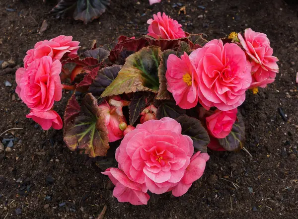 Beautiful flowers of terry orange begonia growing in the city garden. — Stock Photo, Image