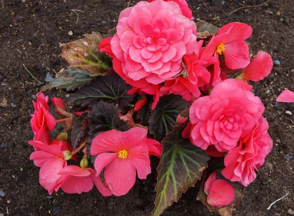 Beautiful flowers of terry orange begonia growing in the city garden. — Stock Photo, Image