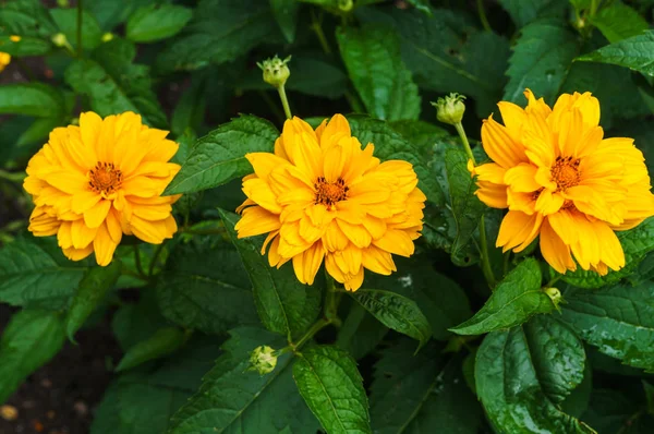 村の庭を持つ花黄色のジニヤ。夏の風景. — ストック写真