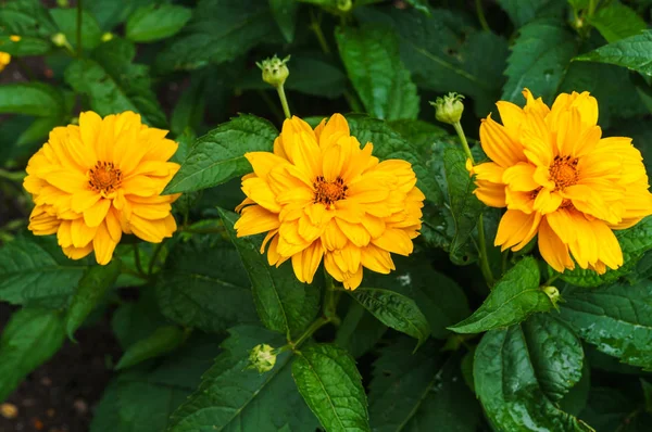 Flower yellow ziniya with a garden in the village. Summer landscape. — Stock Photo, Image