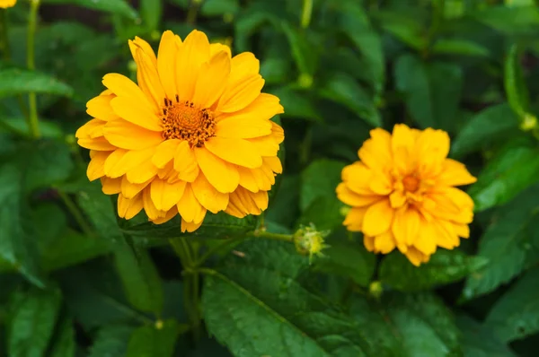 Çiçek sarı ziniya köyde bir bahçe ile. Yaz manzarası. — Stok fotoğraf