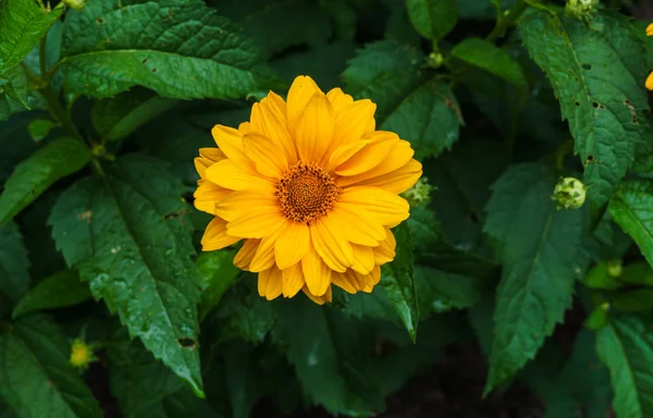 Flor ziniya amarelo com um jardim na aldeia. Paisagem verão . — Fotografia de Stock