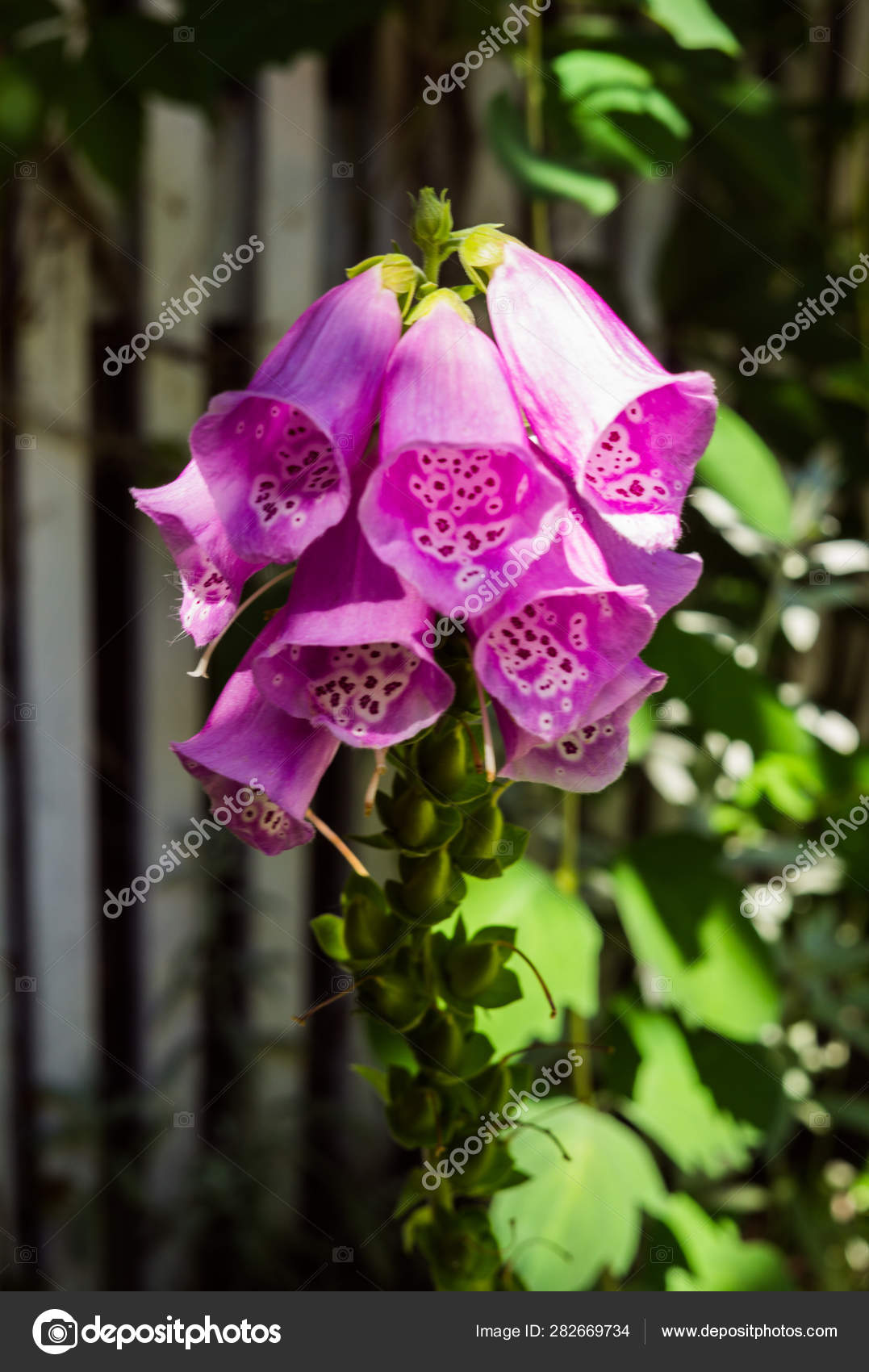 Blooming Pink Foxglove Flower In The Summer Garden Close Up Beautiful Flower During Flowering Stock Photo C Obraz 282669734