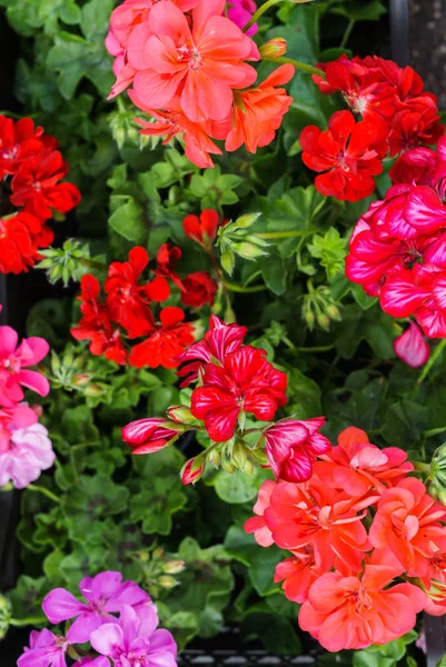 Multicolored geranium in the summer garden on the flowerbed. — Stock Photo, Image