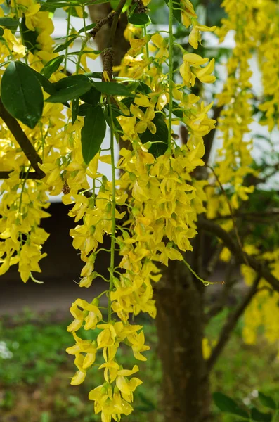 Árbol floreciente de fístula de Cassia, cubierto de flores amarillas como una lluvia dorada . — Foto de Stock