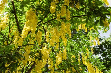 Cassia fistula açan ağaç, altın bir yağmur gibi sarı çiçeklerle kaplı.