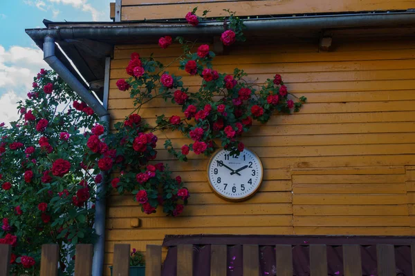 Lindas flores vermelhas de rosas spray com um jardim na aldeia. Paisagem verão . — Fotografia de Stock