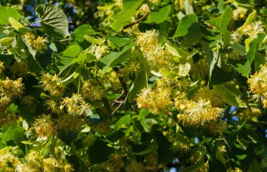 Şifalı ve bal çiçekleri ile kaplı ıhlamur dalları.