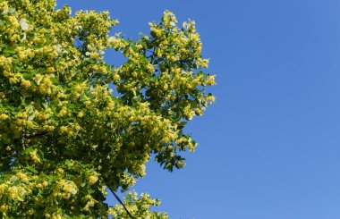 Şifalı ve bal çiçekleri ile kaplı ıhlamur dalları.