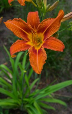 Orange Flowers ile çiçek açan Daylilies - Hemerocallis, yaz bahçesinde.