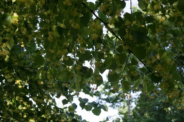 Linden takken bedekt met medicinale en honing bloemen. — Stockfoto