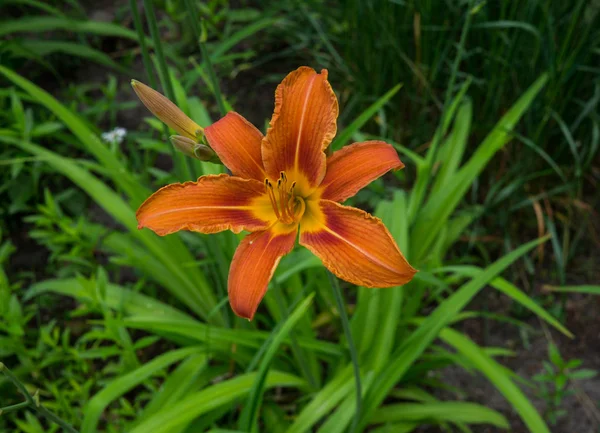 オレンジ色の花で咲くデイリー - ヘメロカリス、夏の庭で. — ストック写真