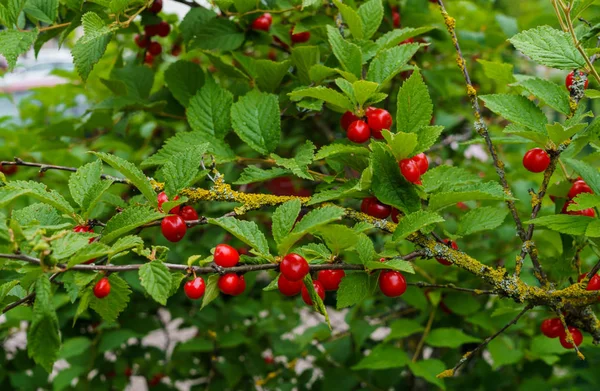 Röda bär av en tovad körsbär på grenarna. Små körsbärs bär. — Stockfoto