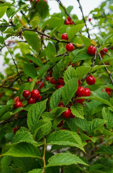 Röda bär av en tovad körsbär på grenarna. Små körsbärs bär. — Stockfoto