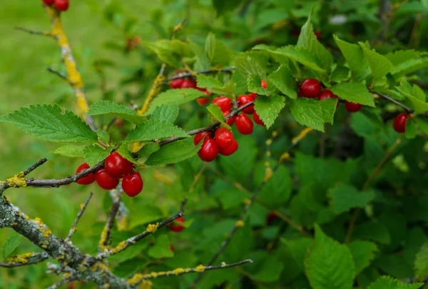 Röda bär av en tovad körsbär på grenarna. Små körsbärs bär. — Stockfoto