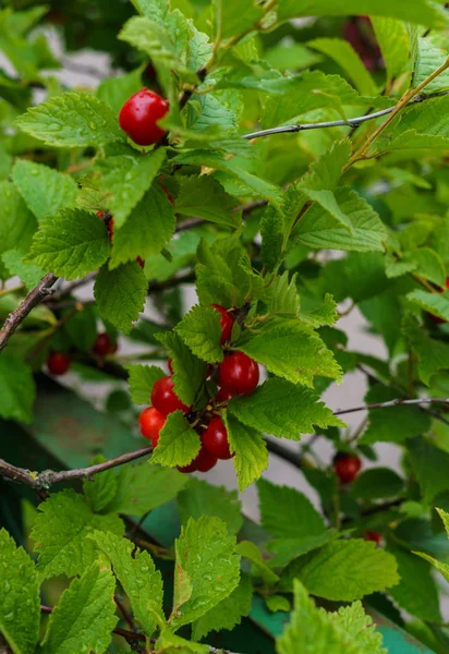Bagas vermelhas de uma cereja feltrada nos ramos. Frutas de cereja . — Fotografia de Stock