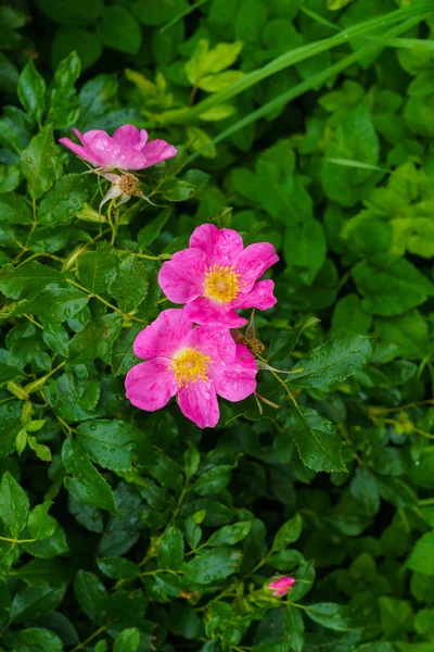 緑の葉を背景に野生のバラのピンクの花. — ストック写真