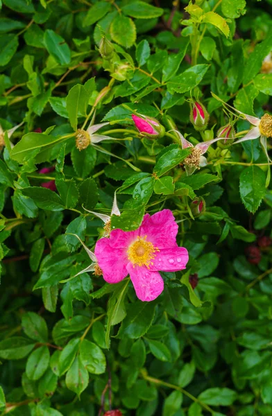 Pink flowers of wild rose against the background of green leaves. — Stock Photo, Image