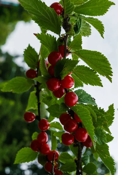 Bagas vermelhas de uma cereja feltrada nos ramos. Frutas de cereja . — Fotografia de Stock