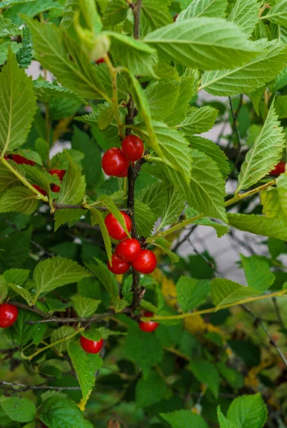 Bagas vermelhas de uma cereja feltrada nos ramos. Frutas de cereja . — Fotografia de Stock