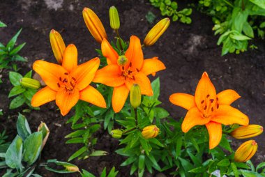 Köyde bir bahçe ile turuncu lilyum çiçek açan.